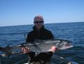 Der Lachs gefangen auf der Motoryacht vor Rügen