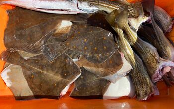 Angeln - Meerforelle und Plattfisch