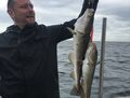 Dorsche gefangen Juni 2019 mit Rügens Fischerman