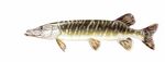 Hecht (Esox lucius)