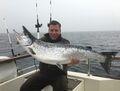 Großer Lachs auf der Ostsee vor Rügen gefangen im April 2017