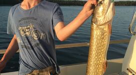 Hecht angeln bei Rügens Fischerman im Bodden mit Guide Sommer 2019