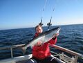 Sonnenschein und Angelerfolg - der Lachsfang in der Ostsee