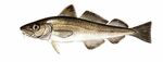Dorsch (Gadus morhua)