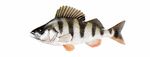 Barsch (Percidae)