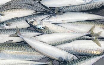 Angeln - Meerforelle und Makrelen