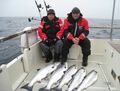 Lachs auf Strecke geangelt mit Rügens Fischerman.
